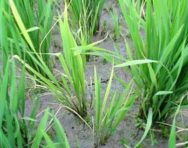 Image result for nitrogen deficiency in rice