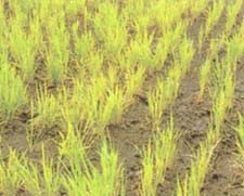 Iron deficiency injury in rice