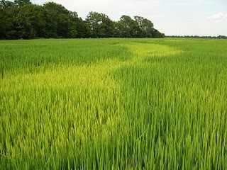Iron deficiency injury in rice
